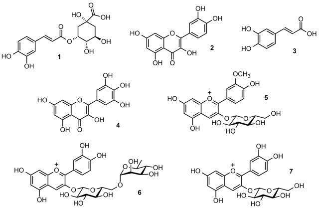 The compounds that make sloe gin taste like sloe gin.